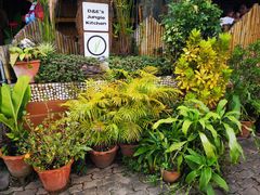 -Jungle Kitchen