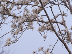 -北海公园