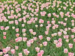 -玄武湖景区-情侣园游乐场