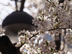 -顾村公园