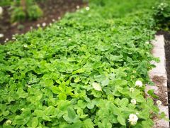 -黑龙江省森林植物园