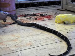 -罗源湾8号渔排