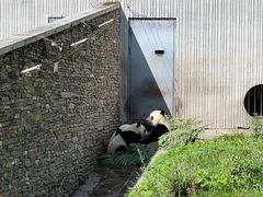 -卧龙中华大熊猫苑神树坪基地