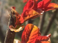 -天堂鸟水煮鱼·烟火川菜(凤凰路店)