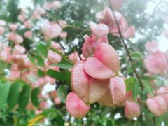 -梁鸿国家湿地公园