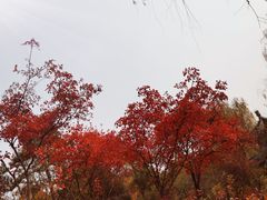 -北宫国家森林公园