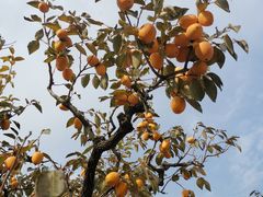 -即墨鹤山风景区
