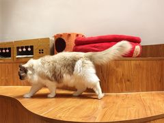 -有猫主题·治愈系猫咖(曾厝垵店)