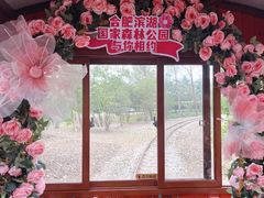 -合肥滨湖国家森林公园