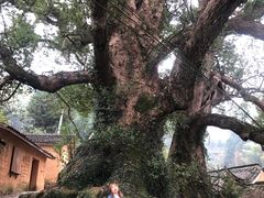 -杨家堂村
