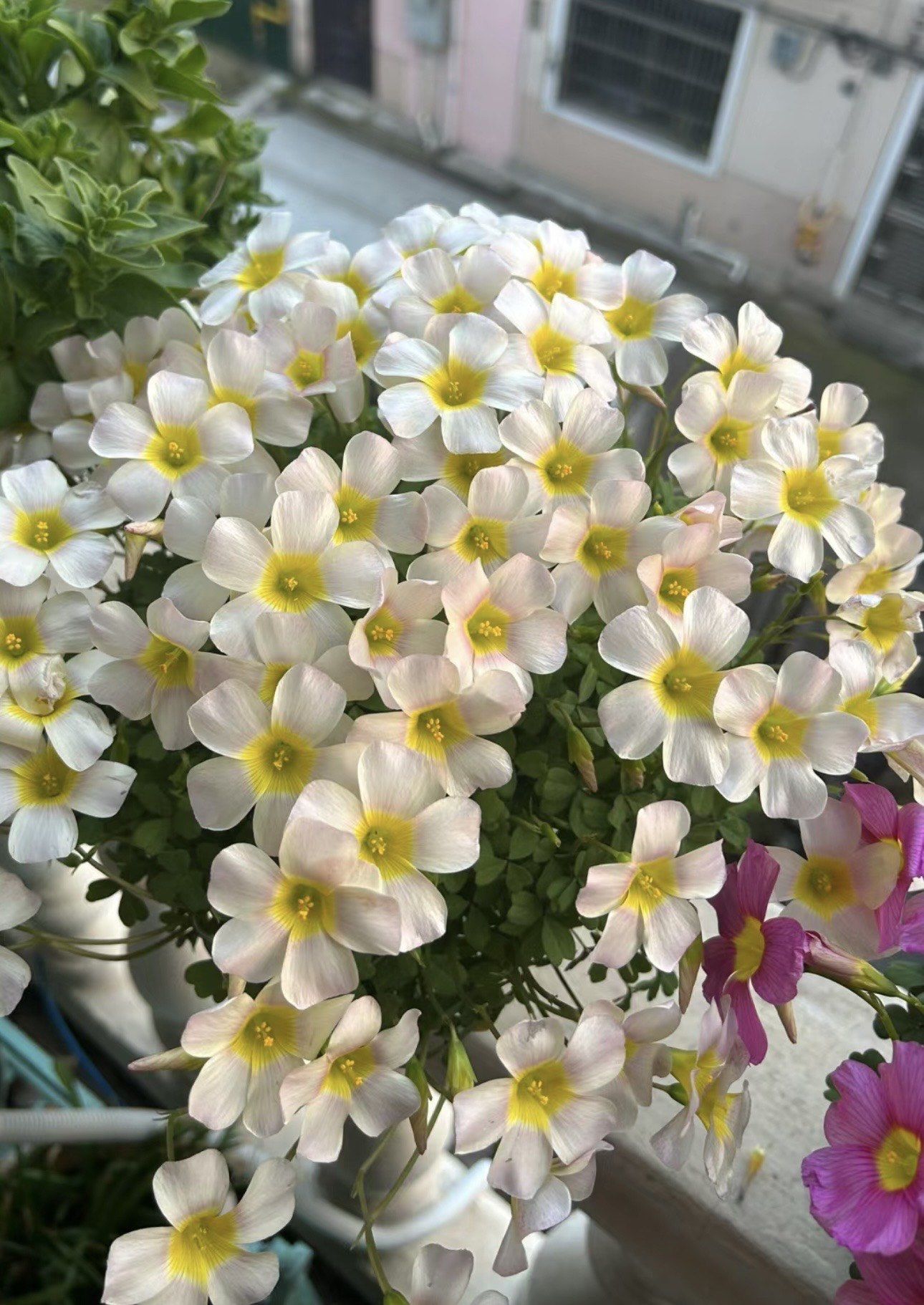 每天认识一种花