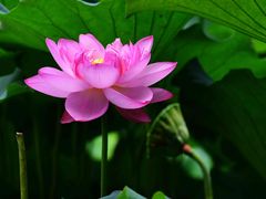 -陈家山荷花公园