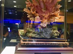 -绮丽珊瑚博物馆(台东店)