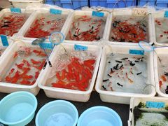 -清平路水族市场