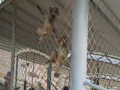 -西霞口神雕山野生动物世界