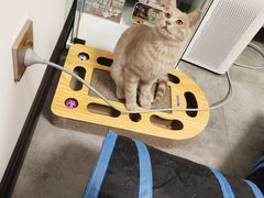 -团子家猫咪猫咖馆·柯基·柯尔鸭