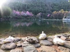 -蝴蝶泉公园
