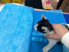 -瑞鹏宠物医院·宠保定点·心脏科·内科(御桥分院)