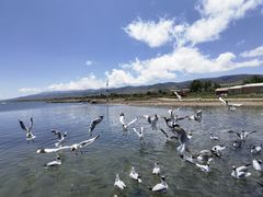 -青海湖国家重点风景名胜区