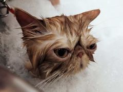 -PETKIT小佩宠物(古北店)