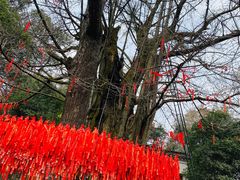 -西湖风景区十里琅珰-五云山
