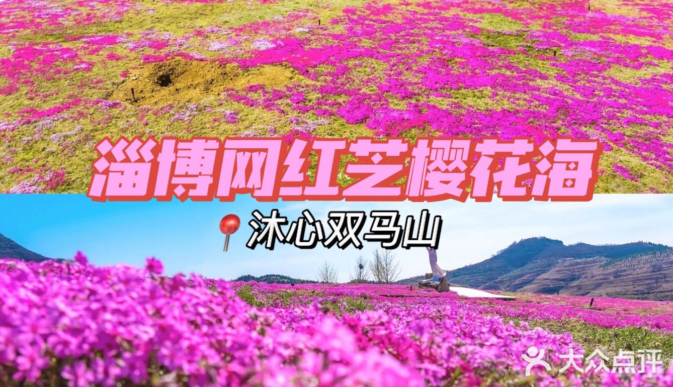 🚗自驾游淄博丨打卡网红芝樱花海❗