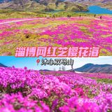 🚗自驾游淄博丨打卡网红芝樱花海❗