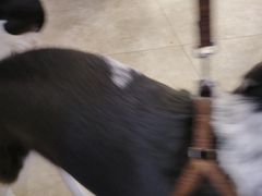 -美联众合动物医院·24h转诊中心