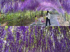 -大塘金香草谷