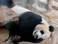 -海南热带野生动植物园