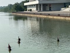 -盐城丹顶鹤湿地生态旅游区