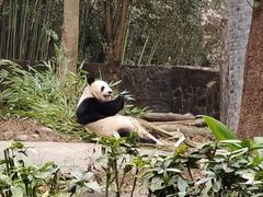-都江堰中华大熊猫苑