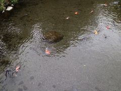 -水前寺成趣园