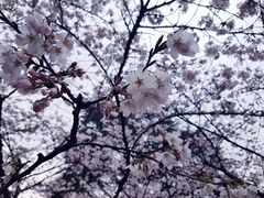 -武汉大学-樱园