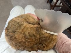 -美联众合动物医院·24h转诊中心