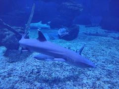 -多彩贵州城极地海洋世界