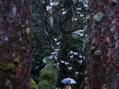 -龙苍沟森林公园