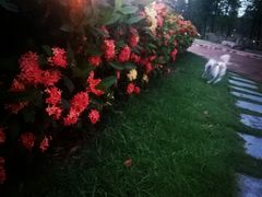 -东莞植物园