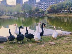 -安徽大学(磬苑校区)