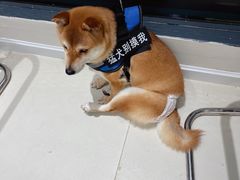 -怪兽屋·羊驼·猫咖·狗咖(俊华广场店)