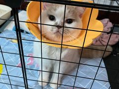 -凯特喵百思猫专科医院