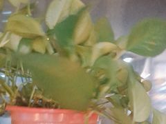 -比格比萨自助(国展店)