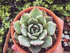 iphone_upload_pic-秦美花卉(天朗·莱茵小城2期店)