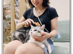 -袖虎宠物·金渐层缅因猫舍(灵芝店)