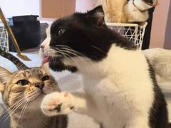 -猫儿山۰猫主题餐厅