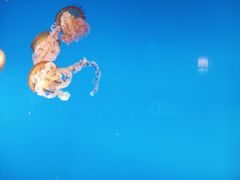 -太平洋海底世界