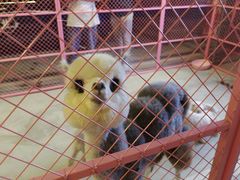 -华声天桥民俗文化园