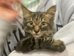 -瑞鹏宠物医院犬猫全科(真大分院)