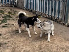 -趣玩宠物乐园寄养训犬训狗游泳池