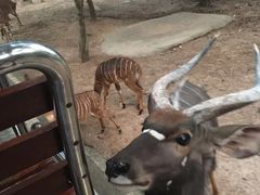 -清迈夜间动物园